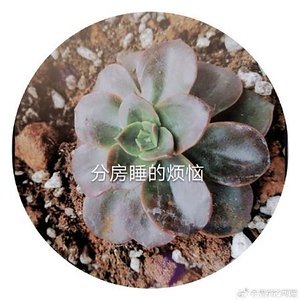 分房睡的煩惱